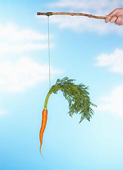 carrot