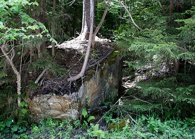 Tree-on-top-of-Rock-Photo3.jpg