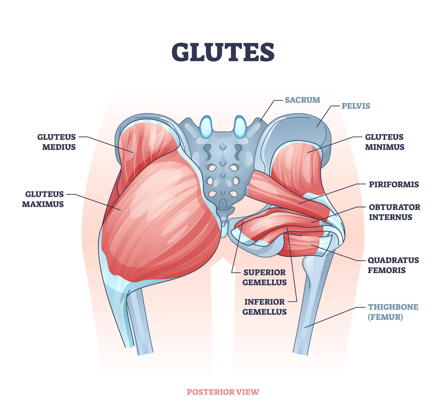 Ultimate Glute Blog Part 1of 2 Glute Anatomy and Function